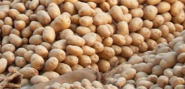Potato Retail Sales Steady for Q2