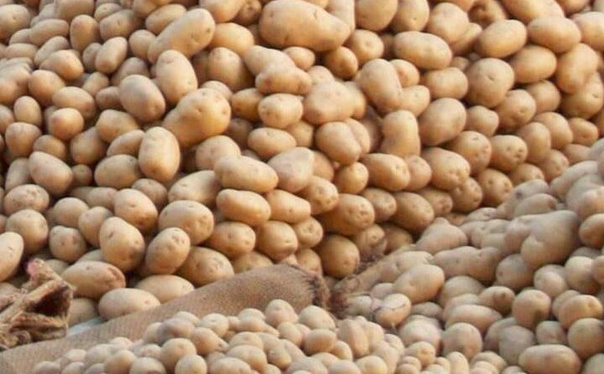 Nueve concellos se liberan del veto al cultivo de patata Nueve concellos se liberan del veto al cultivo de patata