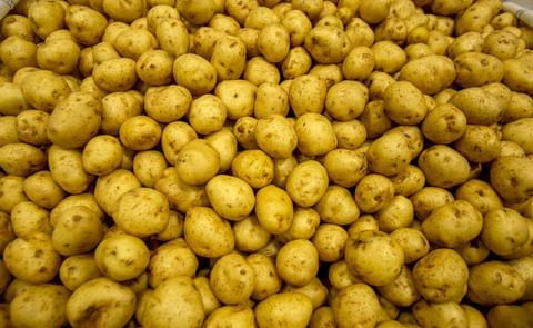 Mahi Pono to start commercial potato production on Maui, Hawaii after successful test crop. The company donated nearly 30,000 pounds of red, white and yellow potatoes of their test crop to local food banks. Mahi Pono to start commercial potato production on Maui, Hawaii after successful test crop. The company donated nearly 30,000 pounds of red, white and yellow potatoes of their test crop to local food banks.