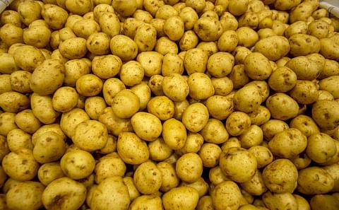 Mahi Pono to start commercial potato production on Maui, Hawaii after successful test crop. The company donated nearly 30,000 pounds of red, white and yellow potatoes of their test crop to local food banks.
