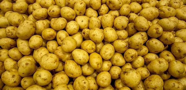 Mahi Pono to start commercial potato production on Maui, Hawaii after successful test crop