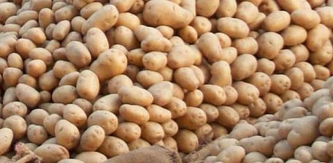 Insufficient seed inspectors lead to potato seeds scarcity –RAB