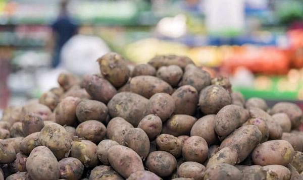 Changes to Safe Haven Standards will support long term health of GB potato industry