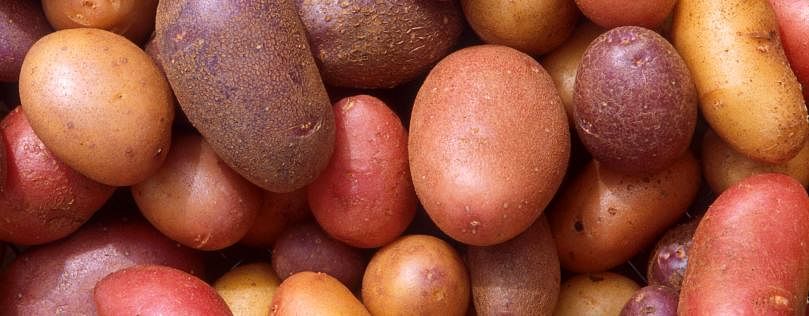 Potato Varieties and Seed