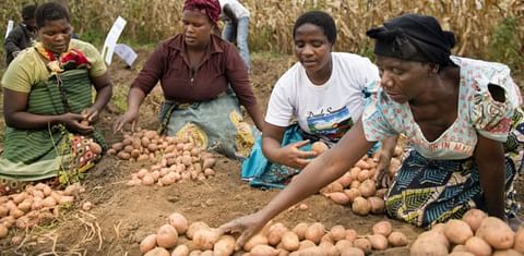 Bayer - Build a Foundation for Plentiful Potatoes
