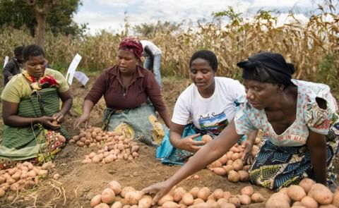 tubers get their good looks and heavy weights from healthy roots. tubers get their good looks and heavy weights from healthy roots.