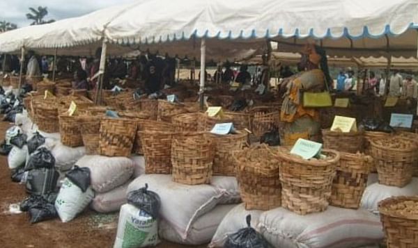 Potatoes and farm inputs for 300 potato growers in Cameroon 