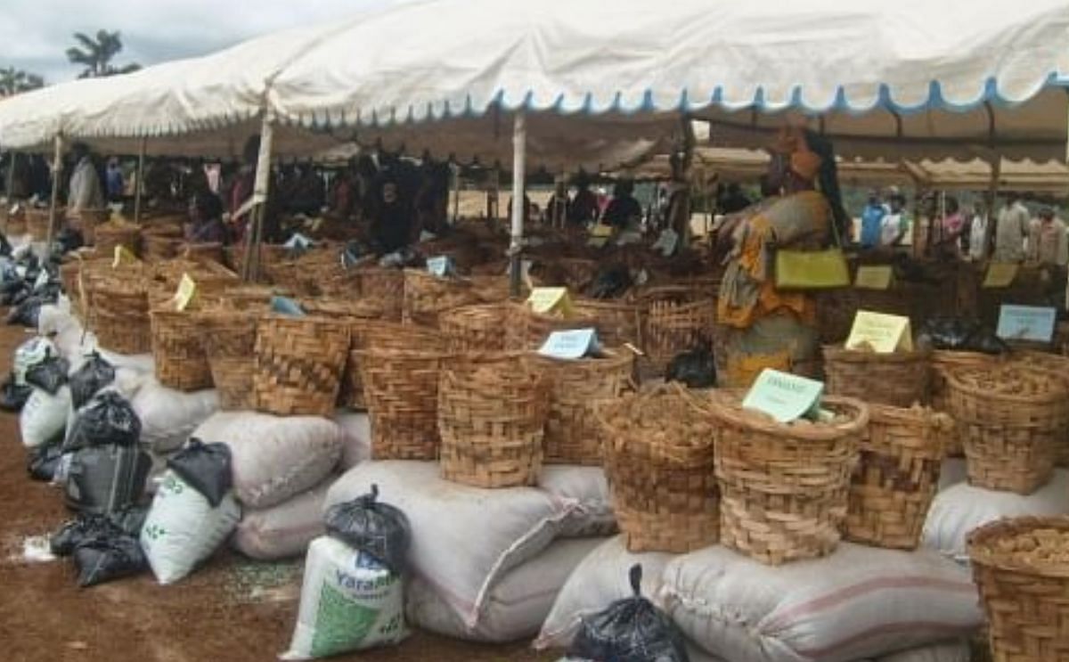 Potatoes and farm inputs for 300 potato growers in Cameroon Potatoes and farm inputs for 300 potato growers in Cameroon