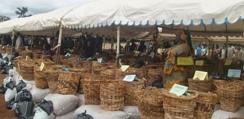 Potatoes and farm inputs for 300 potato growers in Cameroon 