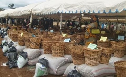 Cameroon Potato Farmers receive free seed potatoes as government wants to professionalize potato cultivation Cameroon Potato Farmers receive free seed potatoes as government wants to professionalize potato cultivation