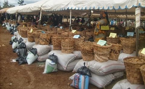 Cameroon Potato Farmers receive free seed potatoes as government wants to professionalize potato cultivation Cameroon Potato Farmers receive free seed potatoes as government wants to professionalize potato cultivation