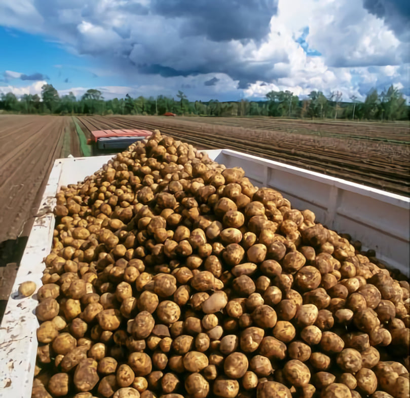 Potatoes are seen being transported at the Starks Early Generation Seed Potato Farm west of Rhinelander, Wisconsin. Courtesy: Wolfgang Hoffmann/UW–Madison CALS. Potatoes are seen being transported at the Starks Early Generation Seed Potato Farm west of Rhinelander, Wisconsin. Courtesy: Wolfgang Hoffmann/UW–Madison CALS.