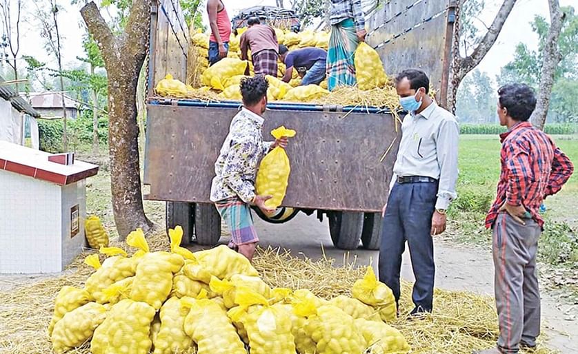 Bangladesh Agricultural Development Corporation BADC contract growers export potatoes to Malaysia (Courtesy: Quamrul Islam Rubaiyat)