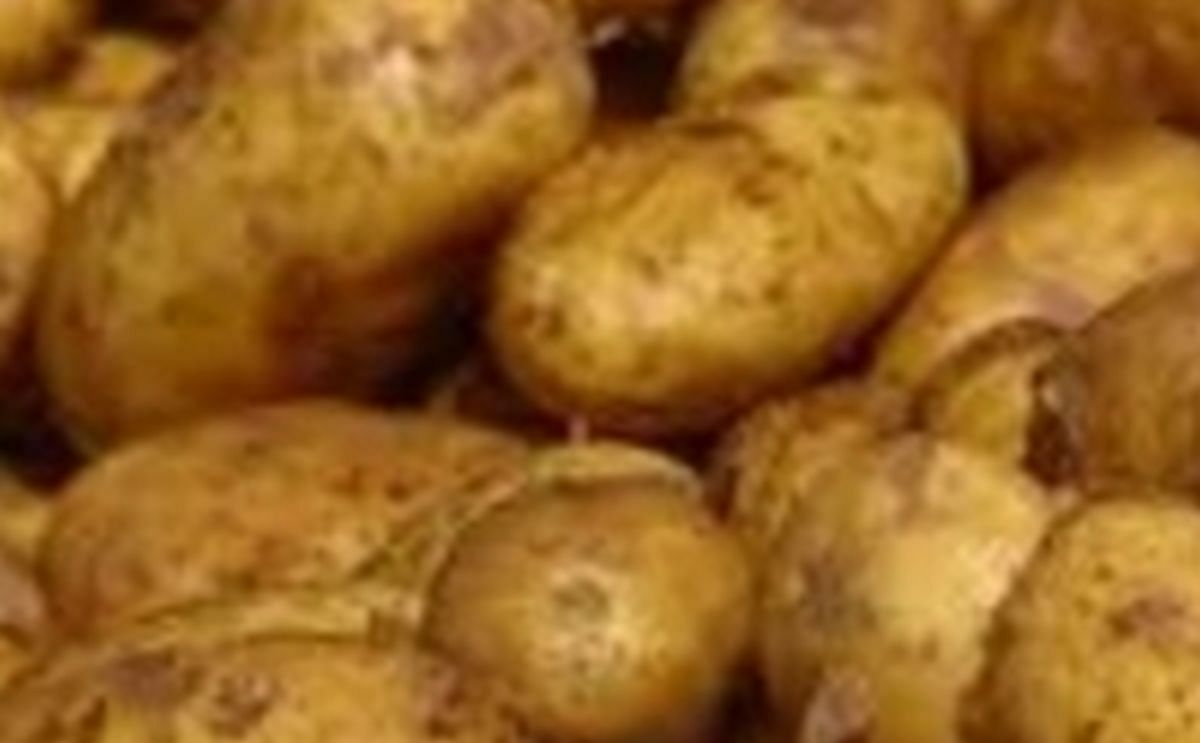 Low potato yield in the Netherlands, according to VTA yield trials Low potato yield in the Netherlands, according to VTA yield trials