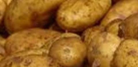 Low potato yield in the Netherlands, according to VTA yield trials