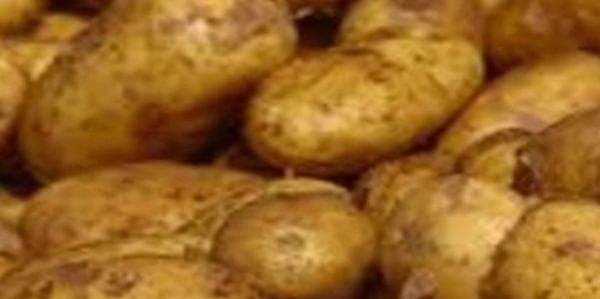 Low potato yield in the Netherlands, according to VTA yield trials