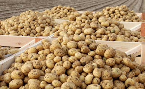 Almost one year after Brexit: still no agreement on trade in seed potatoes Almost one year after Brexit: still no agreement on trade in seed potatoes