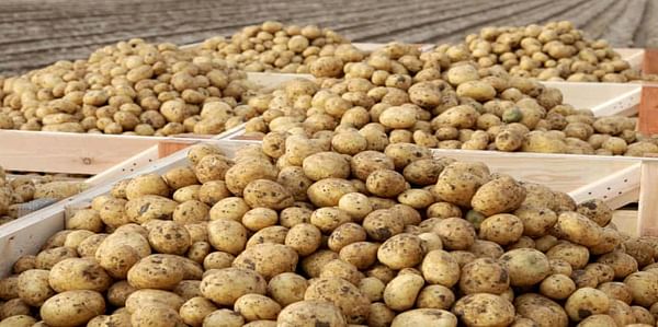 Almost one year after Brexit: still no agreement on trade in seed potatoes.