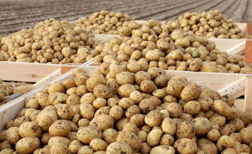 Almost one year after Brexit: still no agreement on trade in seed potatoes