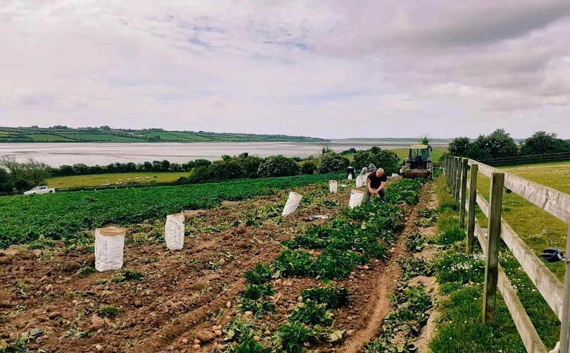 K&K Produce was one of the first suppliers to deliver potatoes into Centra’s chill distribution in the 1990s. The company now employs approximately 80 people and supplies Centra and SuperValu with all their own brand potatoes.