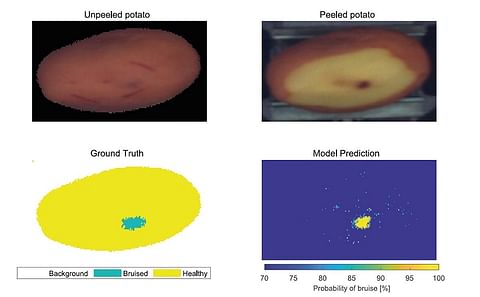 Potatoes deliberately 'abused' in Belgium: Belgian retail Chain Colruyt evaluates hyperspectral imaging to detect bruising in unpeeled potatoes