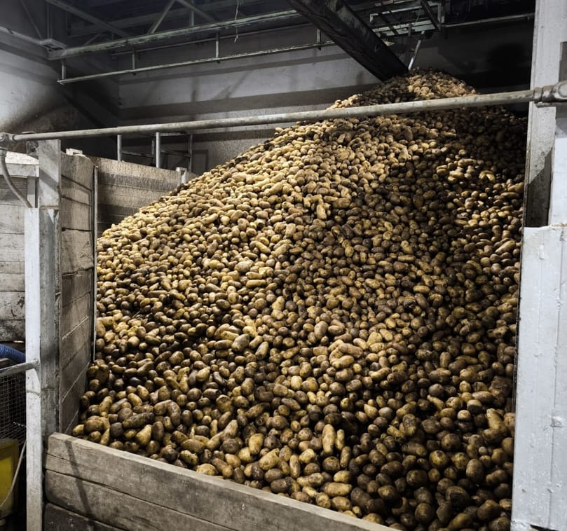 The last batch of potatoes is fed into the processing line at the Solan facility in Poland, bringing a successful campaign to a close with stable production and high-quality raw materials.