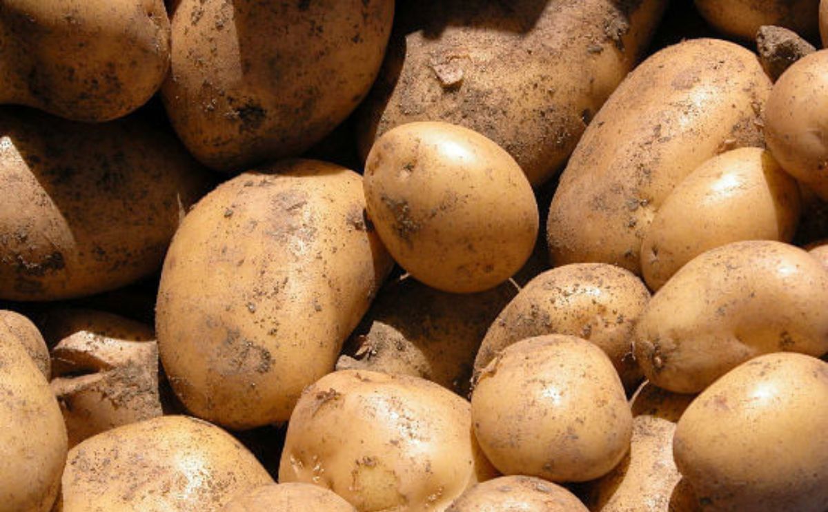 España: La Junta de Castilla y León edita un boletín con recomendaciones para optimizar el riego en el cultivo de la papa España: La Junta de Castilla y León edita un boletín con recomendaciones para optimizar el riego en el cultivo de la papa