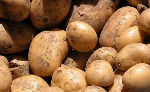España: La Junta de Castilla y León edita un boletín con recomendaciones sobre cómo optimizar el riego en el cultivo de la papa España: La Junta de Castilla y León edita un boletín con recomendaciones sobre cómo optimizar el riego en el cultivo de la papa