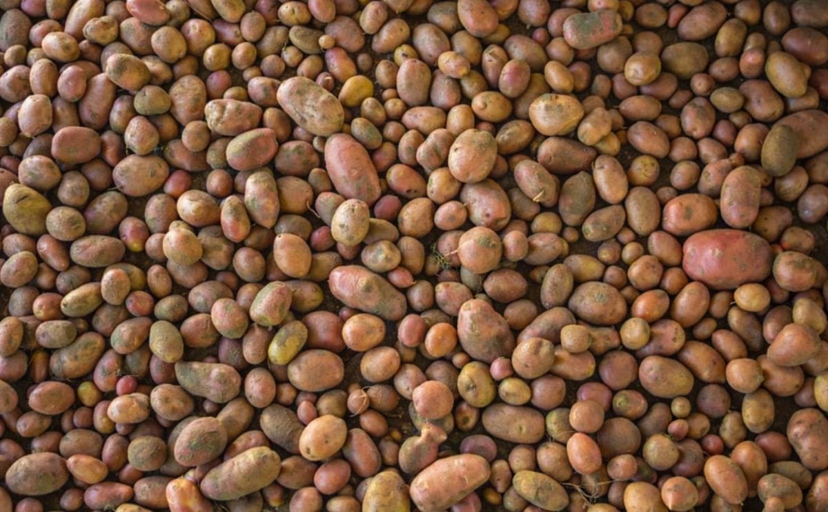 United States Potato Stocks Up 6 percent from April 2016 United States Potato Stocks Up 6 percent from April 2016