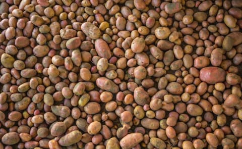 The 13 major potato States held 133 million cwt of potatoes in storage April 1, 2017, up 6 percent from April 1, 2016. The 13 major potato States held 133 million cwt of potatoes in storage April 1, 2017, up 6 percent from April 1, 2016.