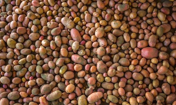 United States Potato Stocks Up 6 percent from April 2016