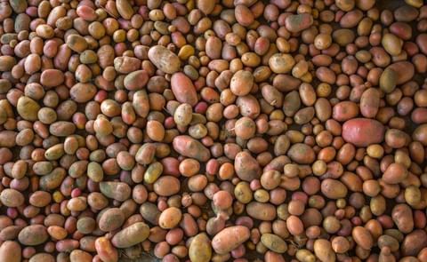 The 13 major potato States held 133 million cwt of potatoes in storage April 1, 2017, up 6 percent from April 1, 2016. The 13 major potato States held 133 million cwt of potatoes in storage April 1, 2017, up 6 percent from April 1, 2016.