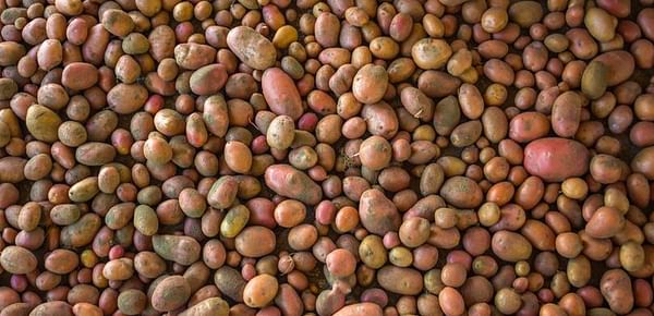 United States Potato Stocks Up 6 percent from April 2016