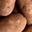 Potatoes for Processing