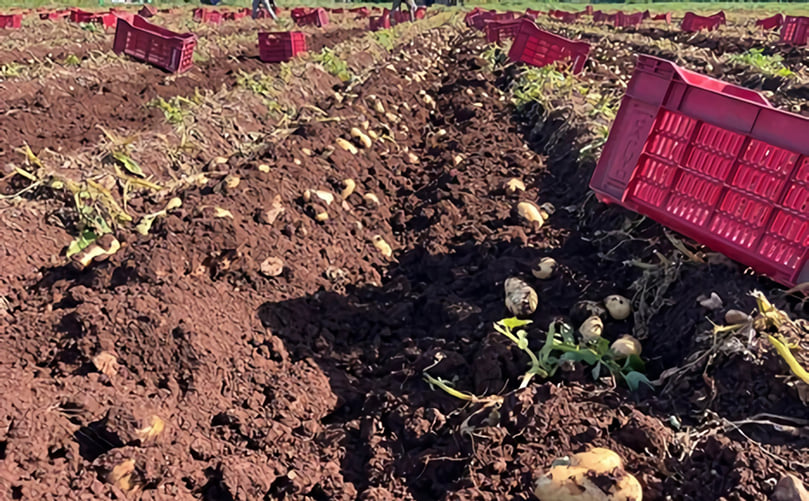 Potatoes from Terre Rosse Potatoes from Terre Rosse