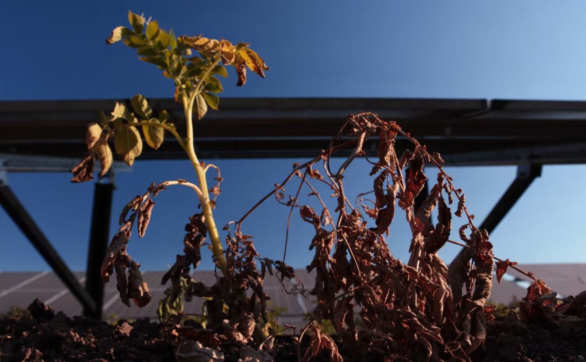This file photo at an Oregon State University research farm shows potatoes being grown in the rows between solar panels in 2021. Now another OSU research group is looking at whether potatoes could be grown on the moon. This file photo at an Oregon State University research farm shows potatoes being grown in the rows between solar panels in 2021. Now another OSU research group is looking at whether potatoes could be grown on the moon.