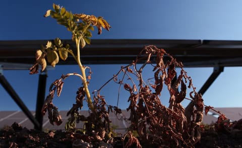 This file photo at an Oregon State University research farm shows potatoes being grown in the rows between solar panels in 2021. Now another OSU research group is looking at whether potatoes could be grown on the moon. This file photo at an Oregon State University research farm shows potatoes being grown in the rows between solar panels in 2021. Now another OSU research group is looking at whether potatoes could be grown on the moon.