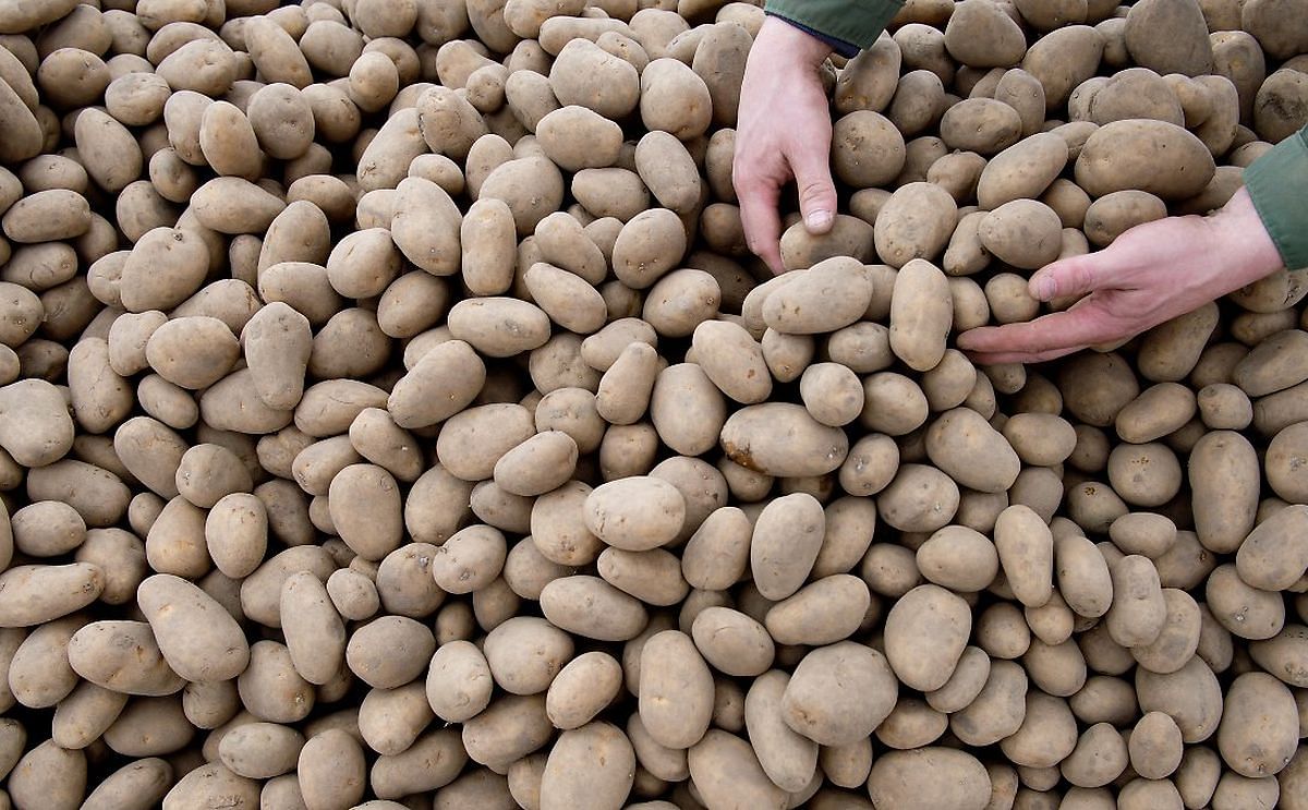 Estonian Potato Growers who were unable to harvest part of their crops due to excessive rainfall last fall will receive financial support from their government.
