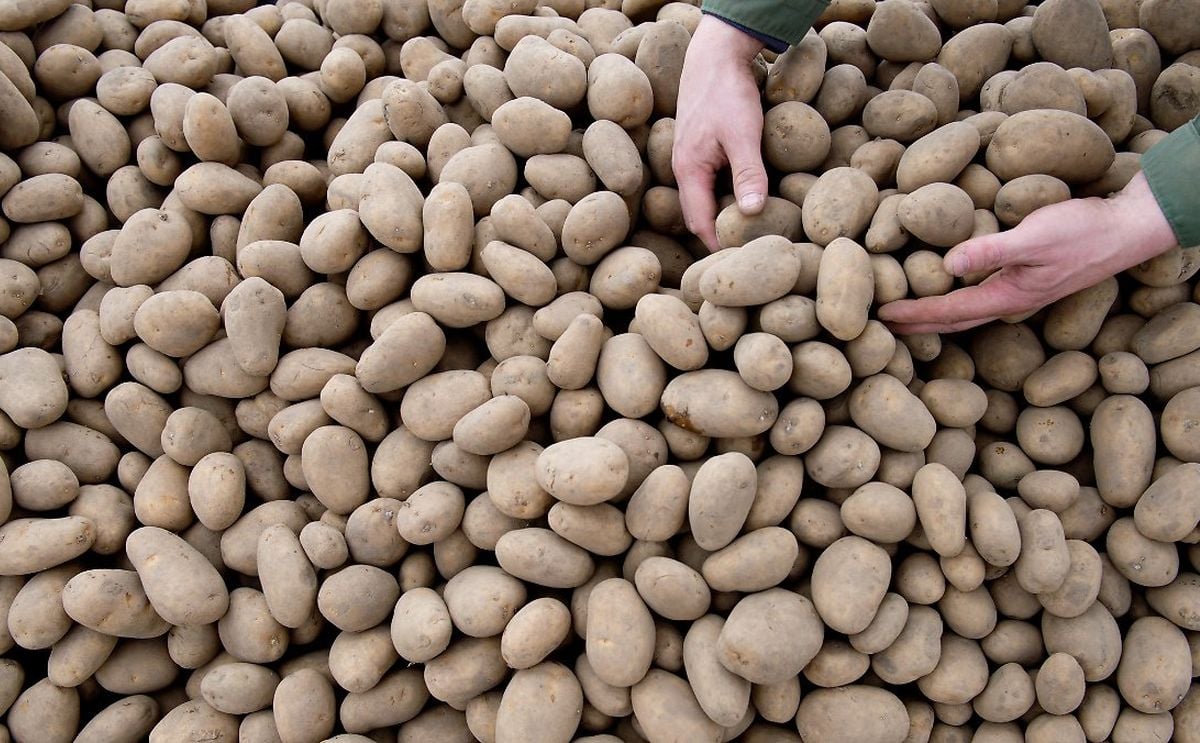 Estonian Potato Growers receive emergency support from government Estonian Potato Growers receive emergency support from government
