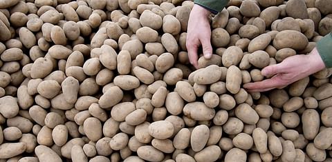 Estonian Potato Growers receive emergency support from government
