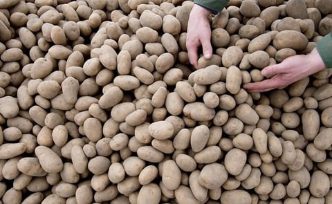 Estonian Potato Growers who were unable to harvest part of their crops due to excessive rainfall last fall will receive financial support from their government. Estonian Potato Growers who were unable to harvest part of their crops due to excessive rainfall last fall will receive financial support from their government.