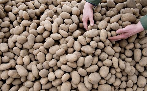 Estonian Potato Growers who were unable to harvest part of their crops due to excessive rainfall last fall will receive financial support from their government.