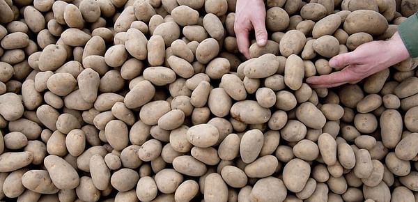 Estonian Potato Growers receive emergency support from government