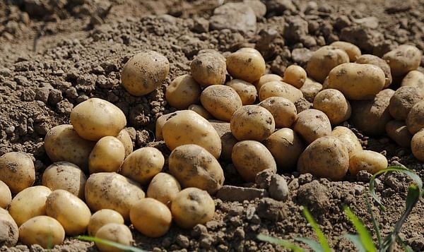 In Azerbaijan is a need for increased potato farming