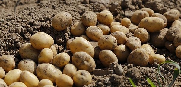 In Azerbaijan is a need for increased potato farming
