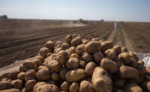 Potato harvesting Potato harvesting