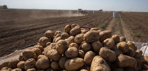 Global Potato Shortage Looms as India's Export Soars Amidst Crop Challenges