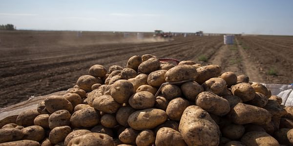 Global Potato Shortage Looms as India's Export Soars Amidst Crop Challenges