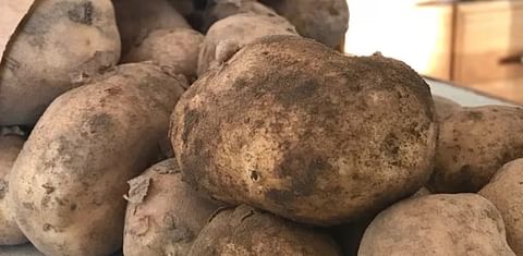 Alberta lead Canada in potato production last year. This year's potato yield totals are even higher in the province, according to the Potato Growers of Alberta. (Courtesy: CBC)