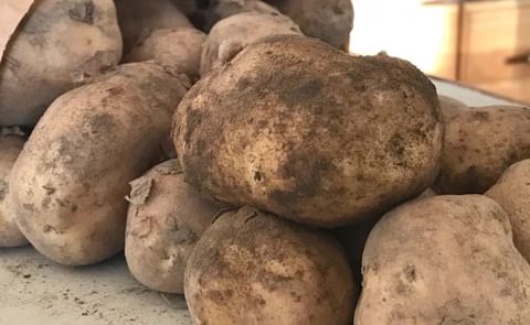 Alberta lead Canada in potato production last year. This year's potato yield totals are even higher in the province, according to the Potato Growers of Alberta. Alberta lead Canada in potato production last year. This year's potato yield totals are even higher in the province, according to the Potato Growers of Alberta.